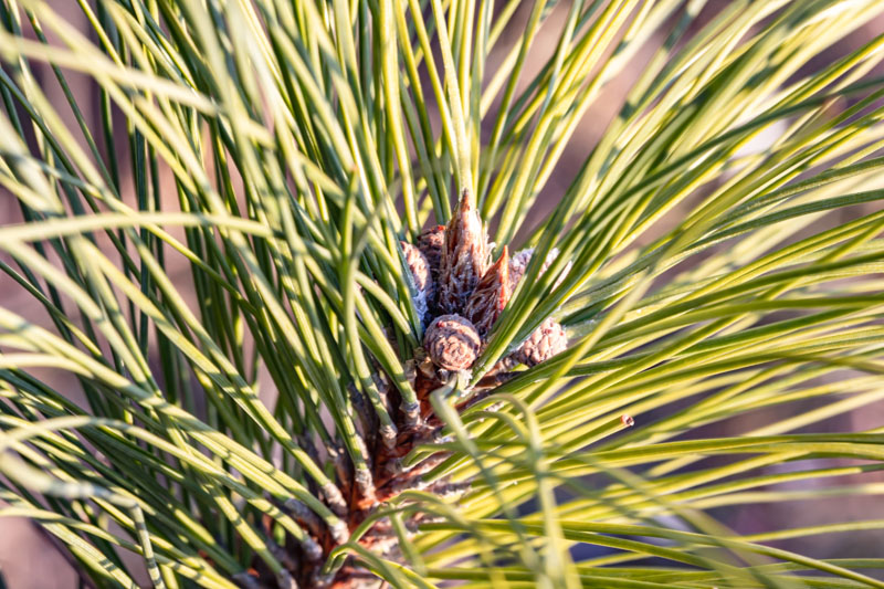 Austrian Pine — Bud Cluster