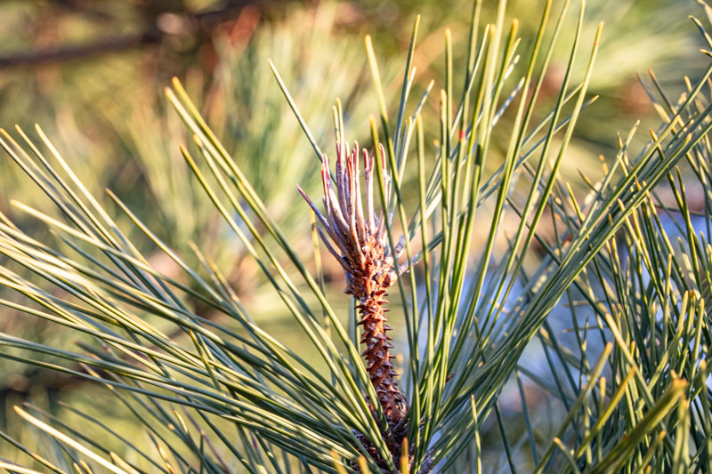 Austrian Pine — Winter Candle