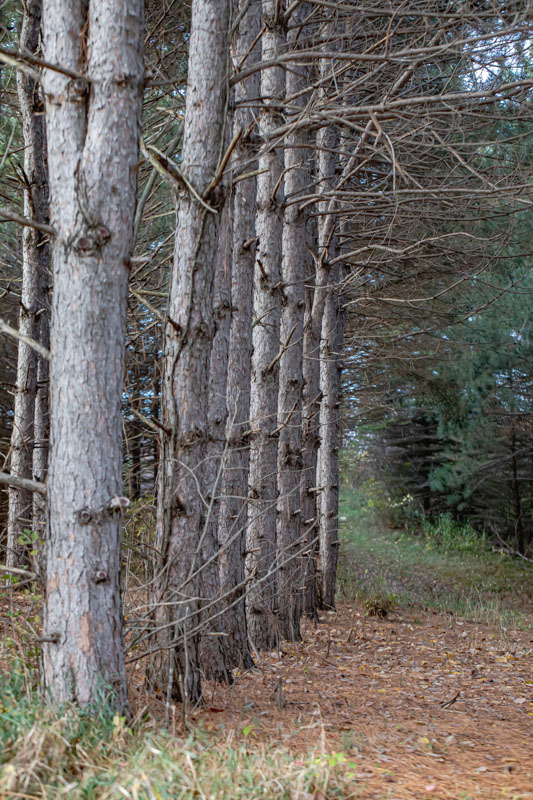 Edge of a Red Pine Stand
