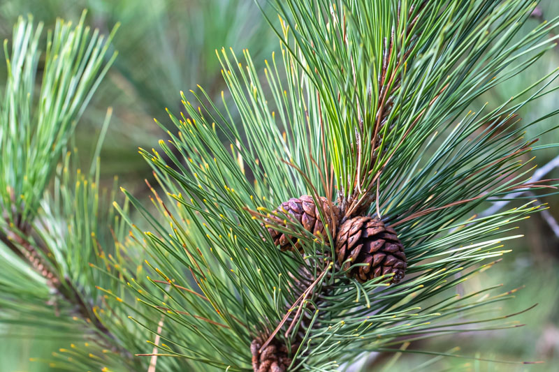 Close-up of Needles and Cones