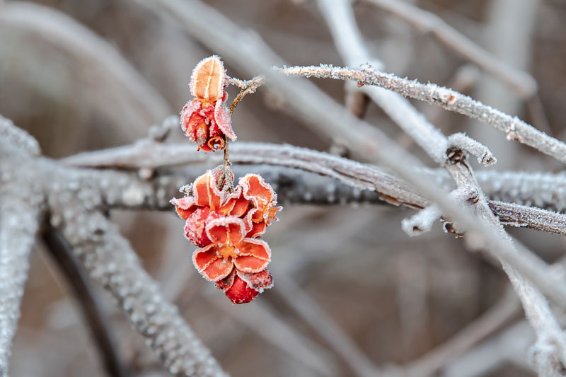 Frost-coated empty American Bittersweet capsules hanging among pale, ice-edged branches.