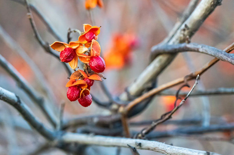 Cluster of American Bittersweet fruit with orange capsules curled around red arils against a softly blurred tangle of vines.