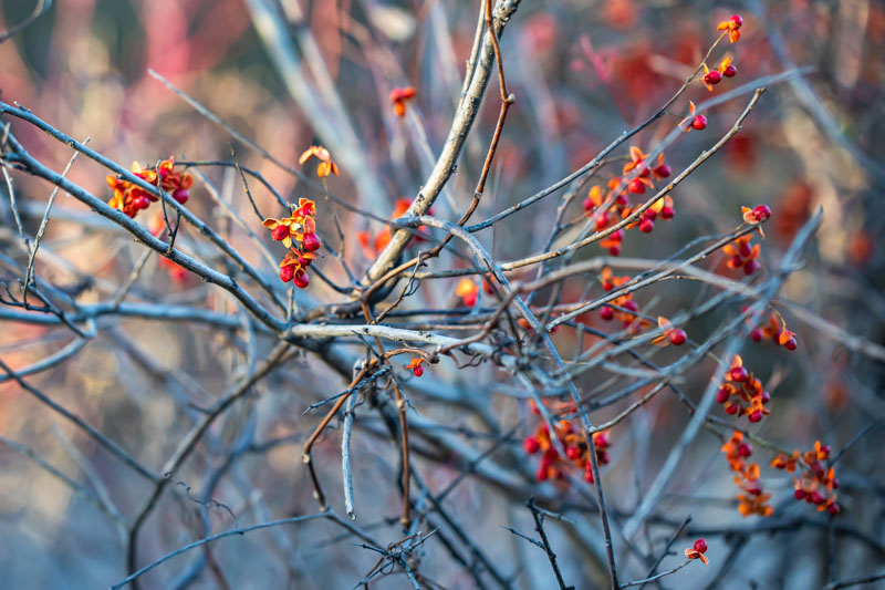 American Bittersweet vines with fruit