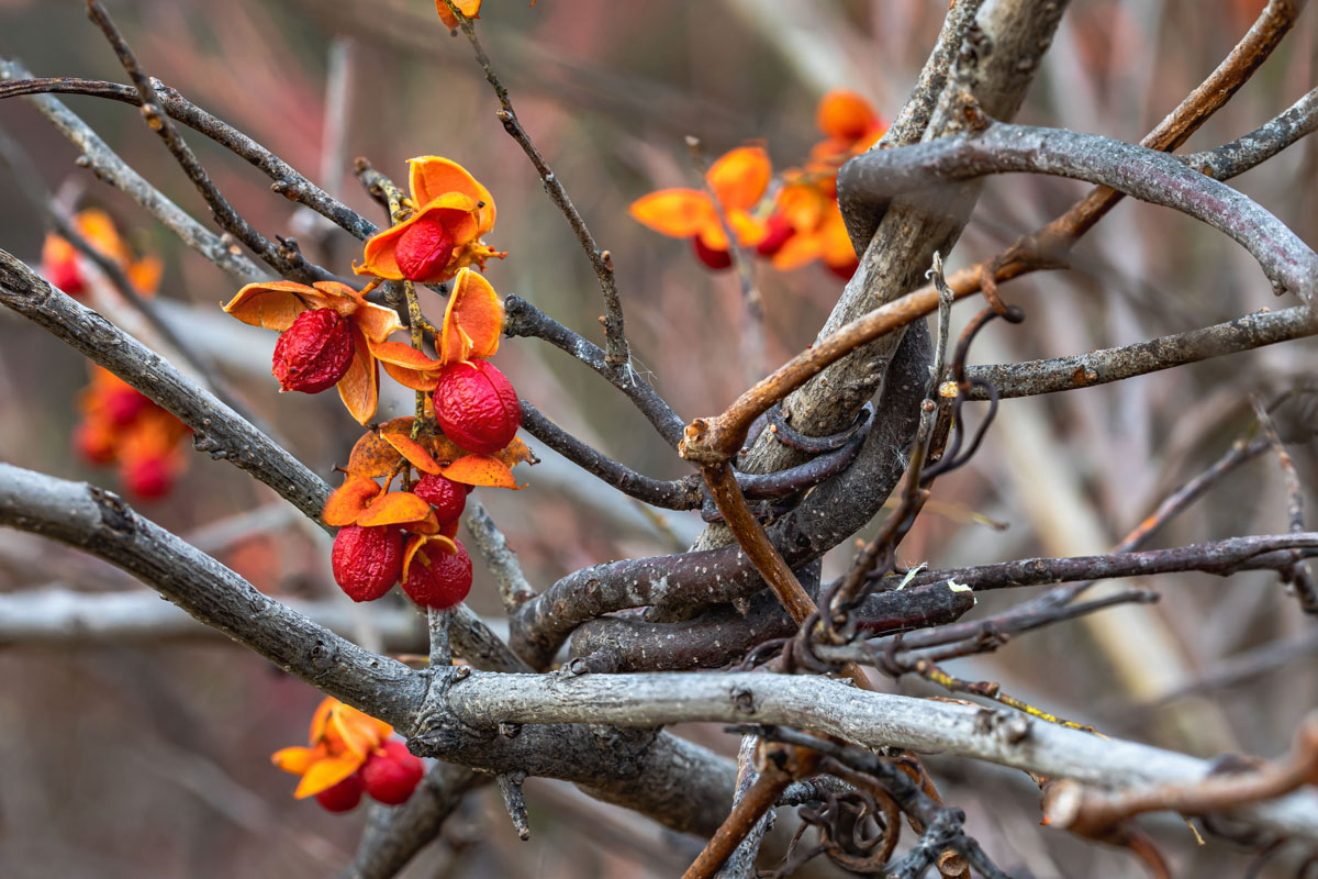 Focus-stacked American Bittersweet fruit beside thick twisting vines and interwoven gray branches.
