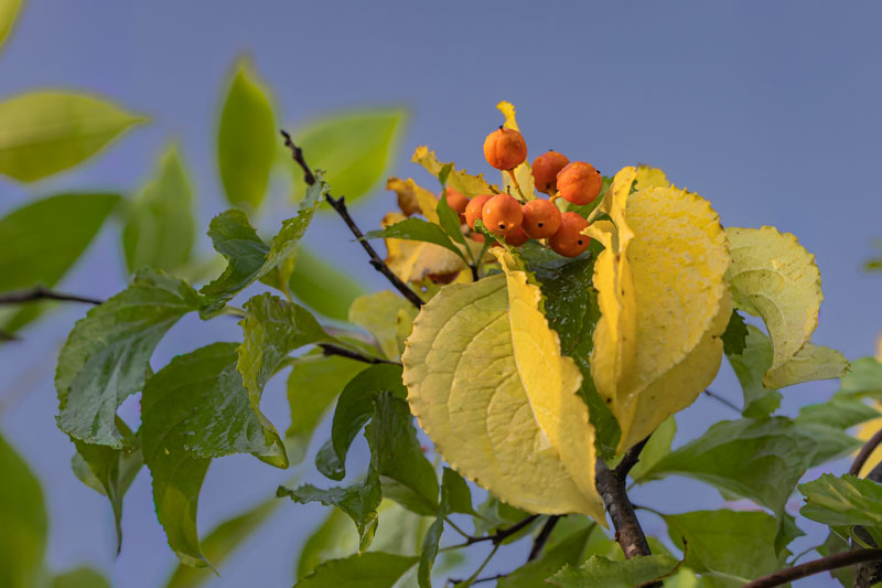 High cluster of American Bittersweet fruit and yellowing leaves seen against green canopy and open blue sky.