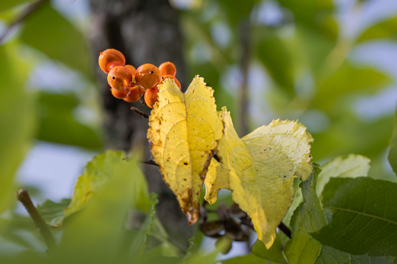 Cluster of orange American Bittersweet capsules framed by yellow leaves against a shadowed tree trunk.