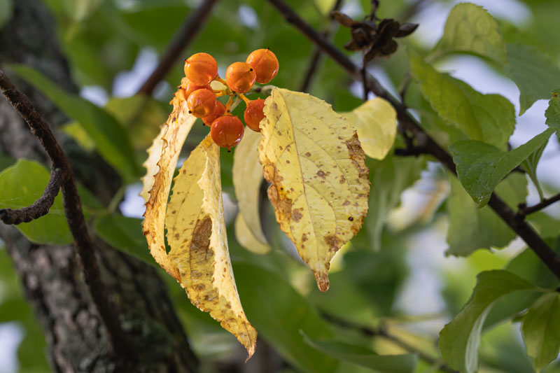 Orange American Bittersweet capsules hanging among pendant yellow leaves and surrounding green foliage.