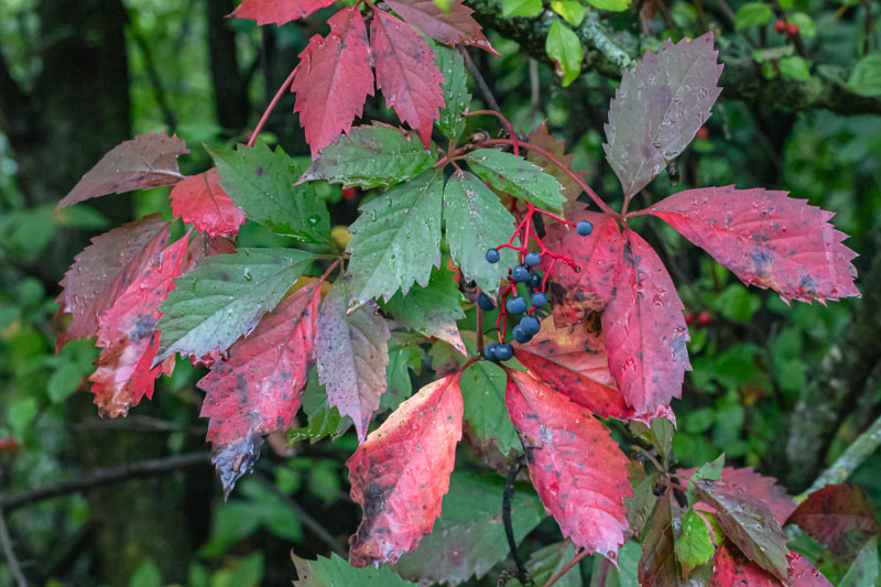 Virginia Creeper leaves and berries