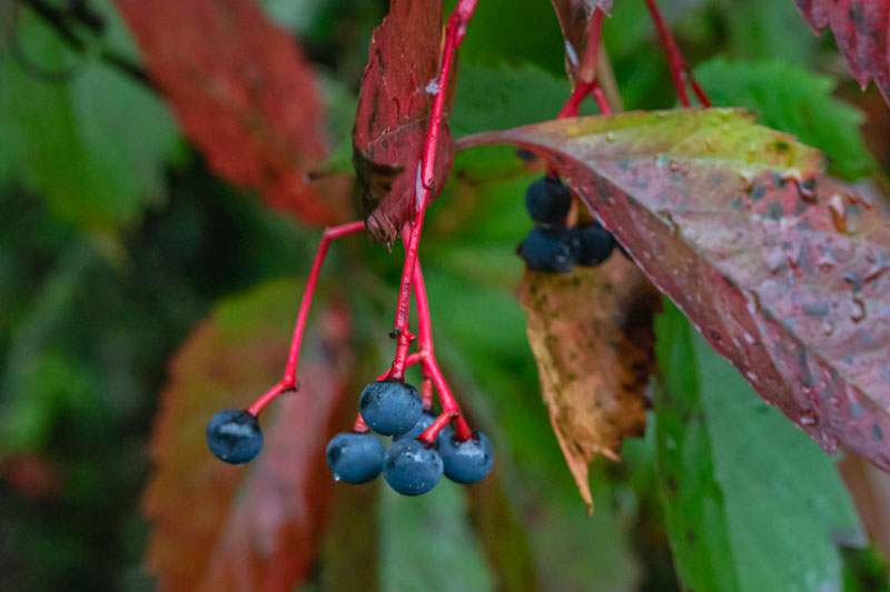 Close-up of Virginia Creeper berries