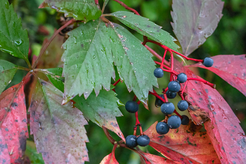 Virginia Creeper
