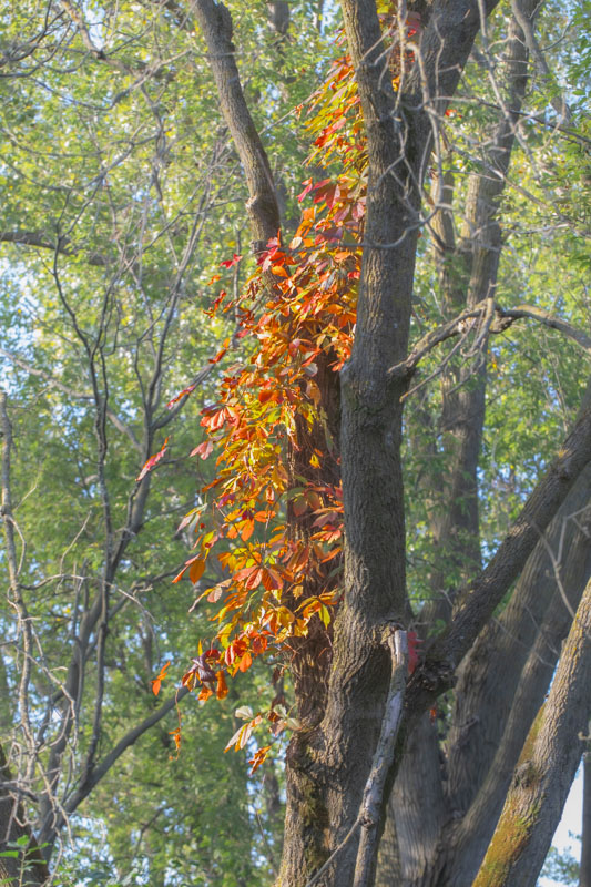 Virginia Creeper climbing a tree