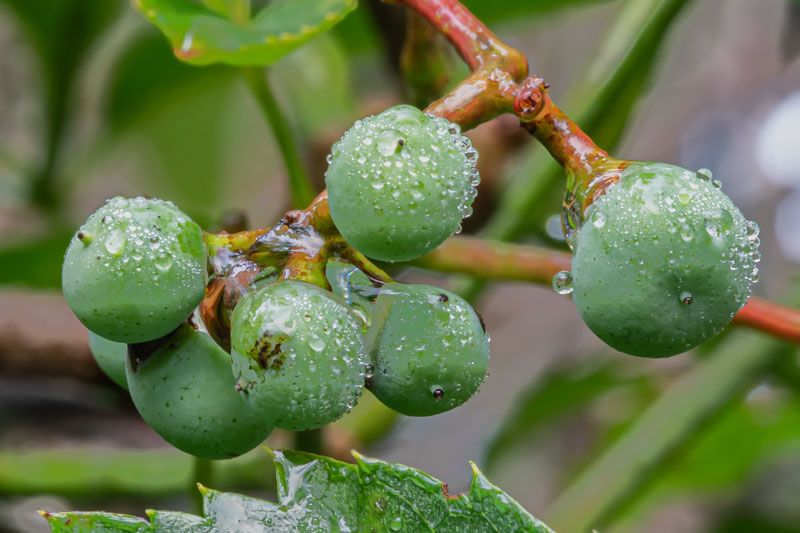Rain beads across developing Virginia Creeper fruit before its vivid autumn transformation.