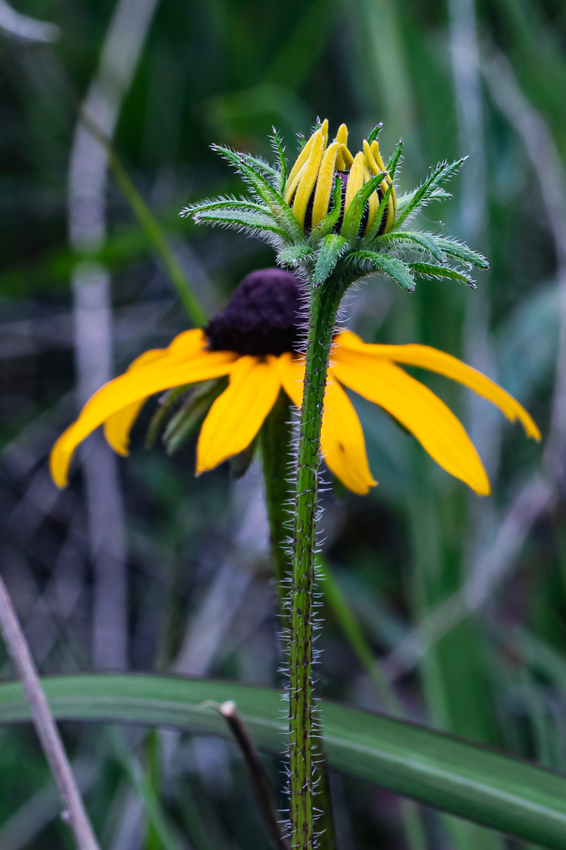 Black-eyed Susan