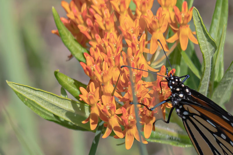 Monarch butterfly feeding among bright orange Butterfly Milkweed flowers