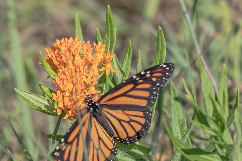 Monarch butterfly with wings open while feeding on Butterfly Milkweed