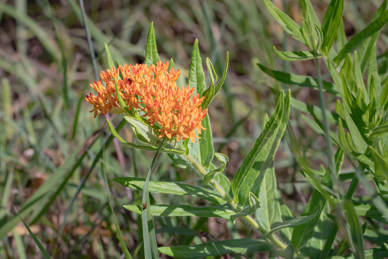 Butterfly Milkweed in Bloom