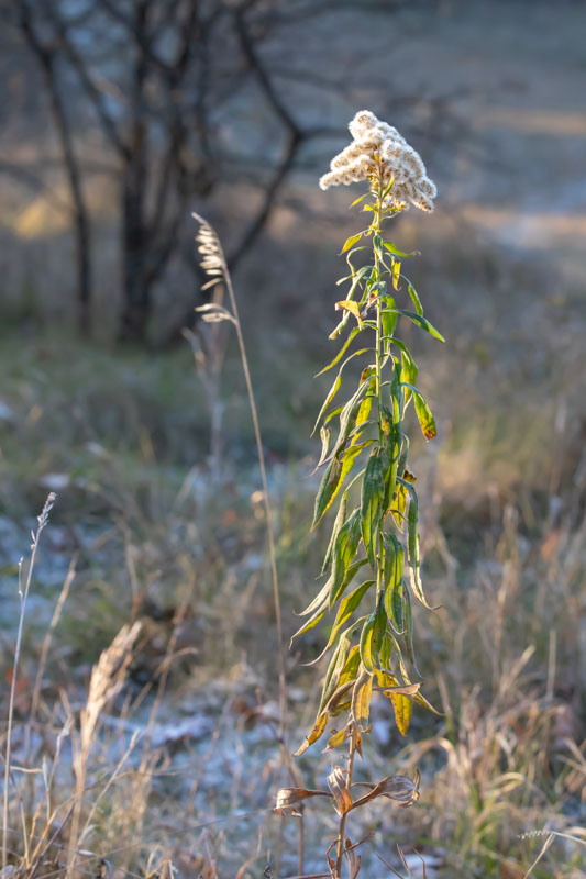 Canada Goldenrod