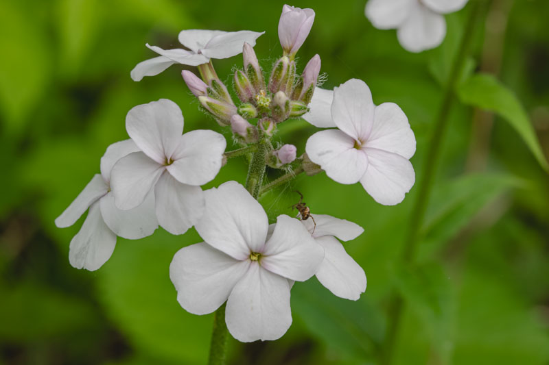 Dame’s Rocket and a Young Garden Spider