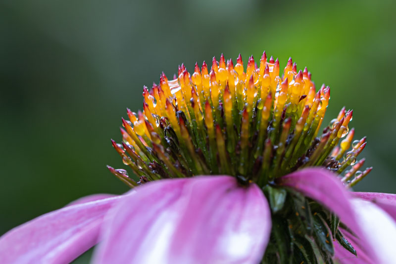 Crown After Rain
