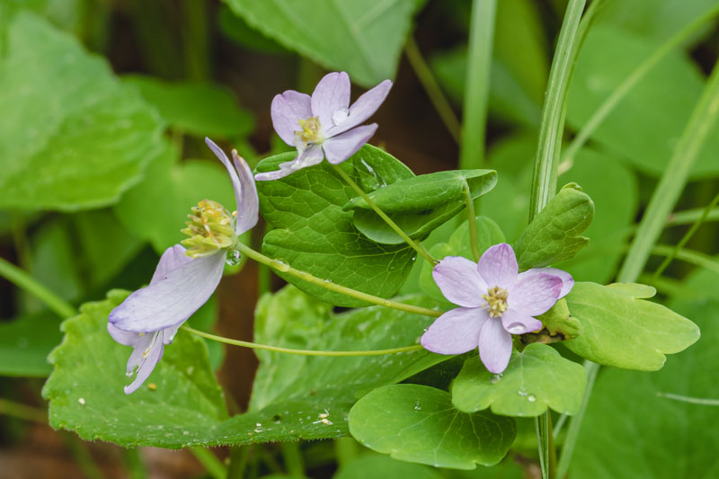 First Quiet Voices of Spring