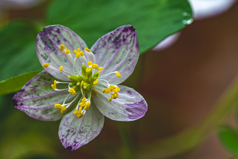 Rue Anemone bloom detail