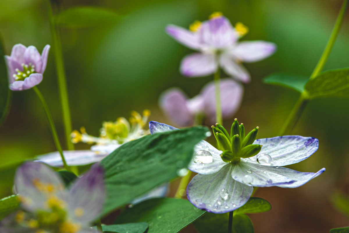Rue Anemone blossom detail with soft lavender petals