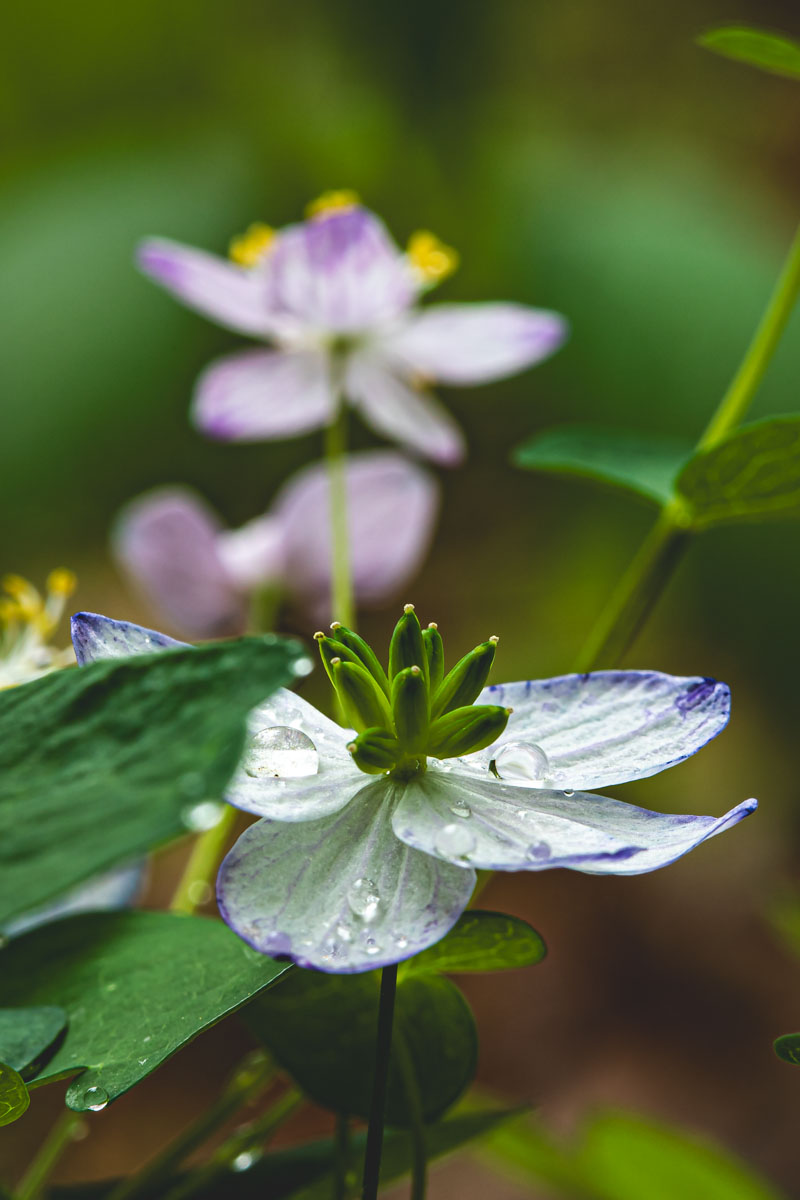 Rue Anemone with morning dew on pale petals