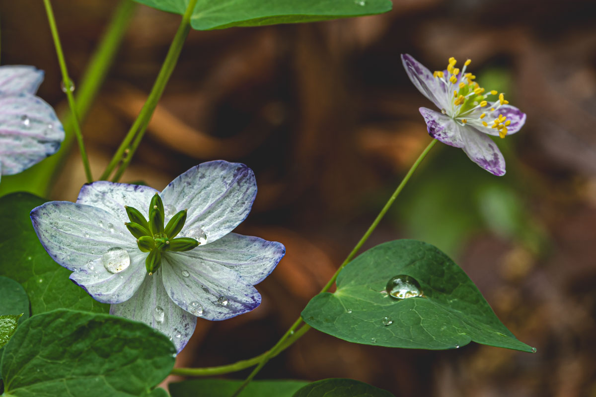 Emerging Rue Anemone buds among damp leaf litter
