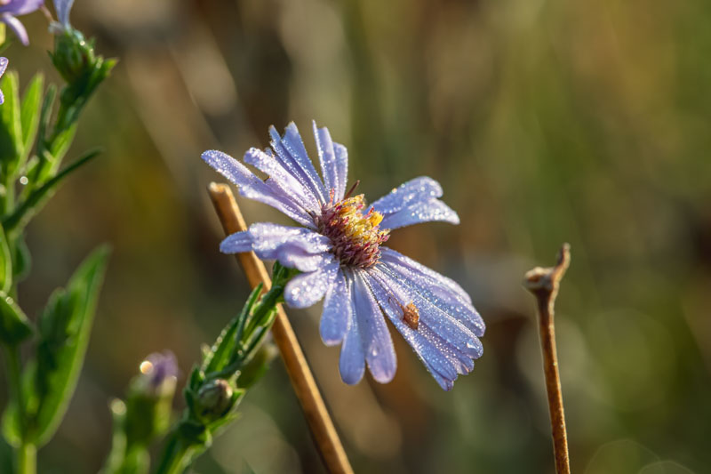 Smooth Blue Aster viewed from above