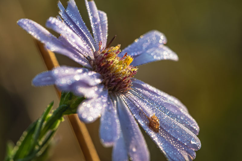 Smooth Blue Aster sparkling with morning dew