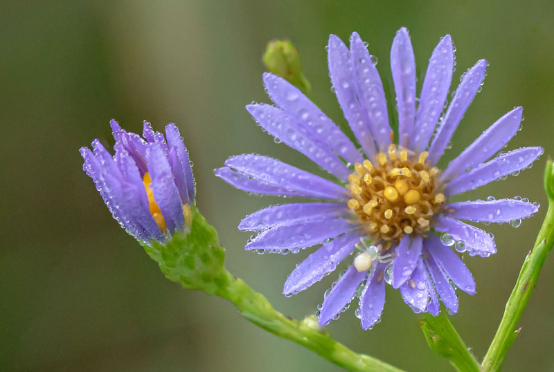 Branching cluster of blue-violet American asters