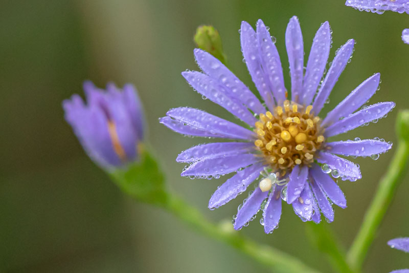 Close view of a blue-violet Smooth Blue Aster flower with a crab spider disguised as dew.