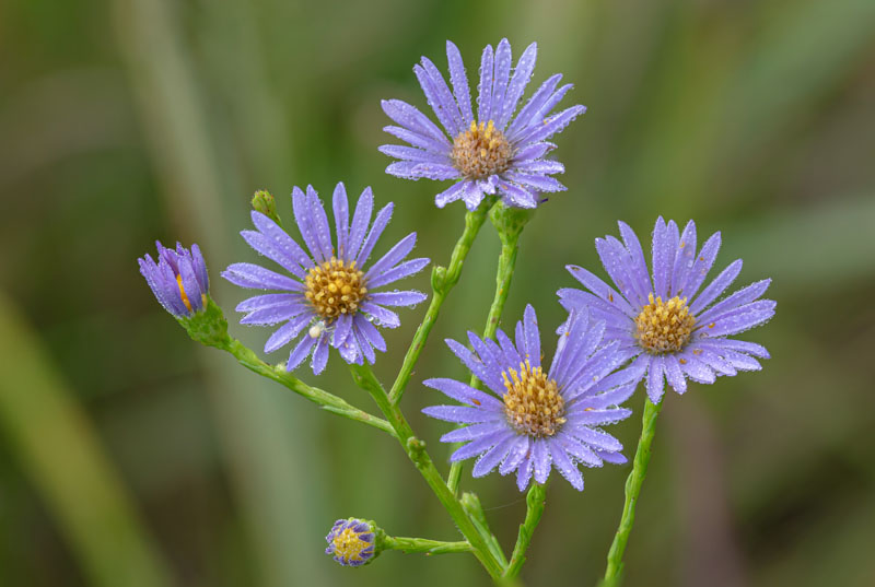 A cluster of Smooth Blue Aster flowers at several stages of opening.