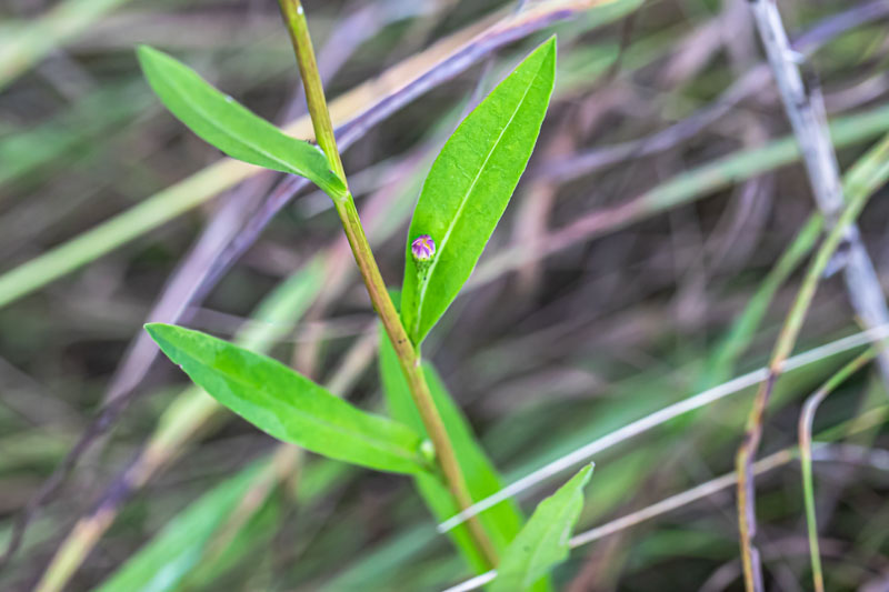 Leaves and stem of an American aster