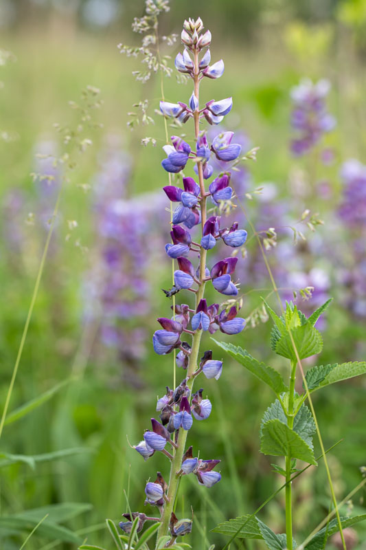 Sundial Lupine