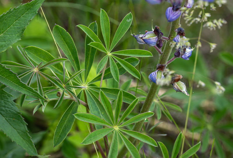 Sundial Lupine palmate leaves with blue-violet flower buds on a hairy stalk