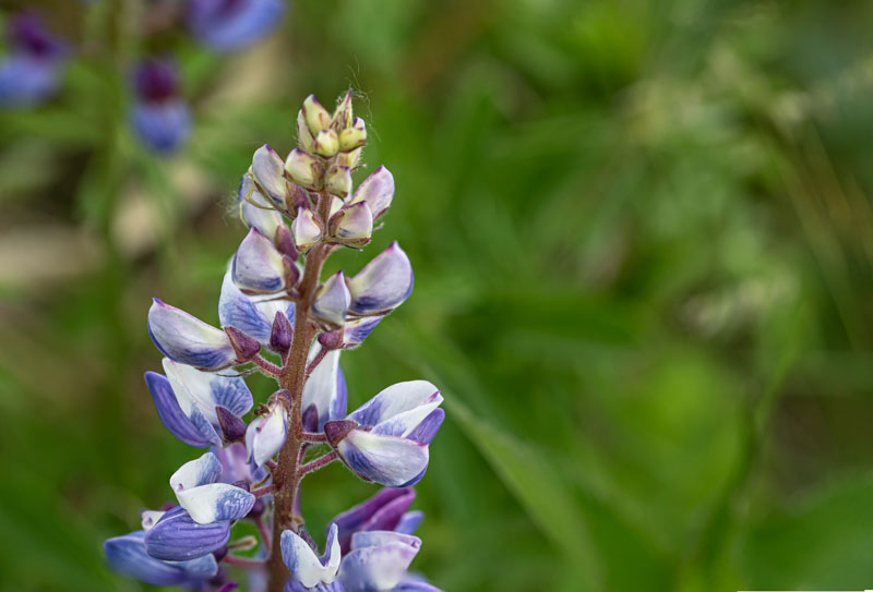 Close view of Sundial Lupine flowers and unopened buds on a hairy purple stem