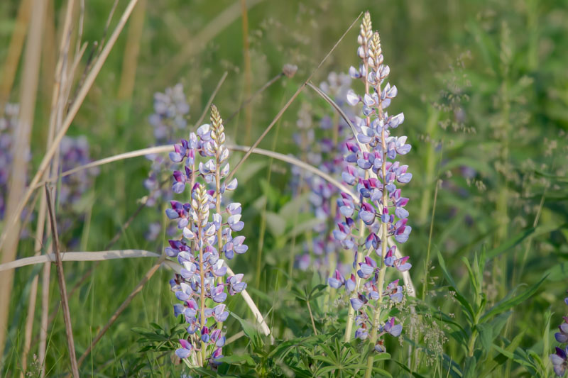 Sundial Lupine flower spikes rising from grasses with a soft green and purple background