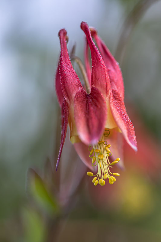 Wild Columbine flower hanging downward with red spurs and yellow stamens