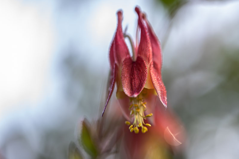 Wild Columbine flower suspended against a soft pale background