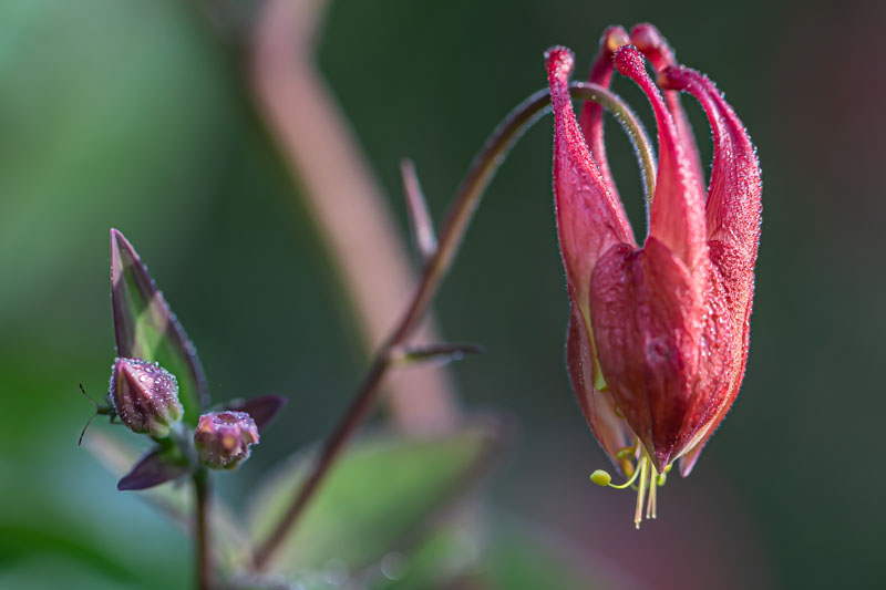 Buds and Bell