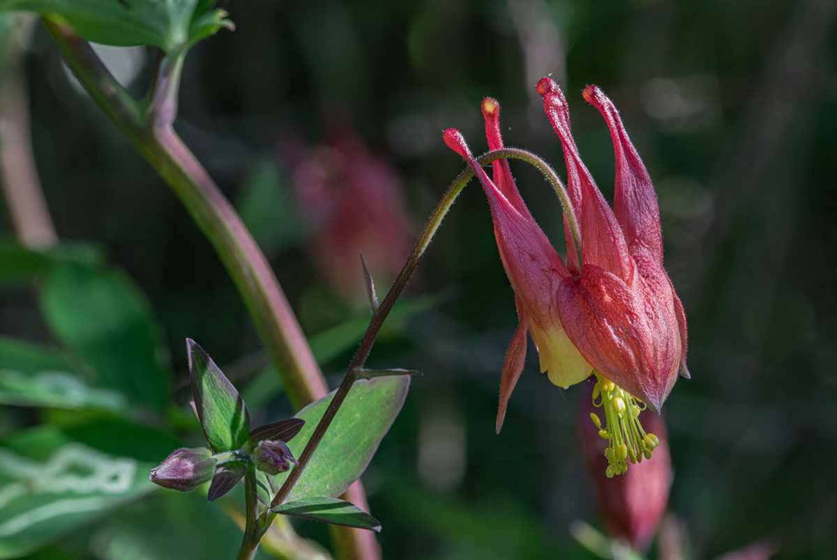 Focus-stacked Wild Columbine flower with nearby buds, leaves, and darker garden background