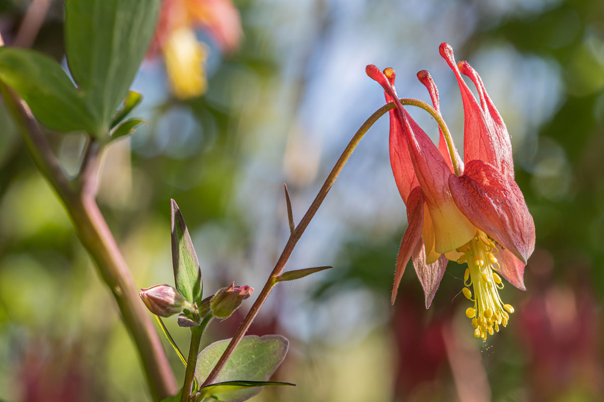 Focus-stacked Wild Columbine flower in morning light with unopened buds nearby