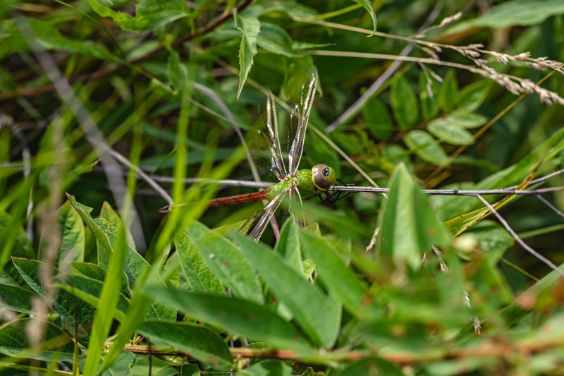 Common Green Darner