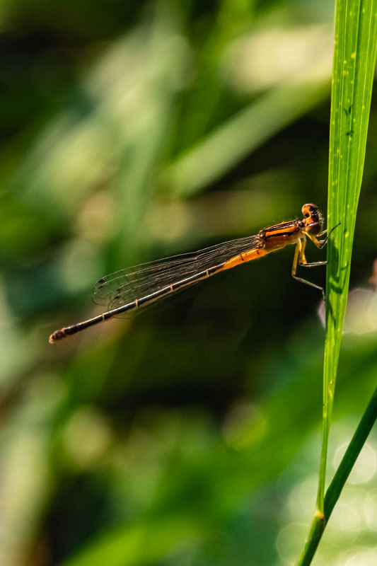 Eastern Forktail