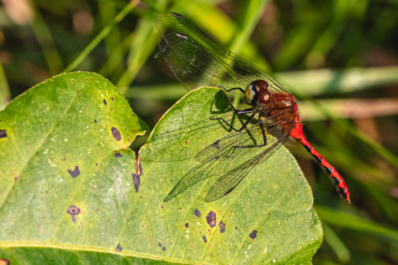 White-faced Meadowhawk