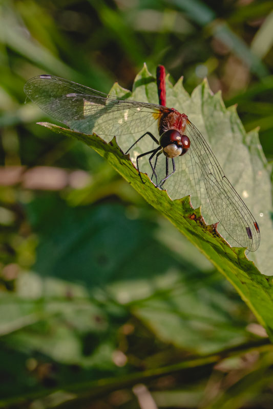White-faced Meadowhawk