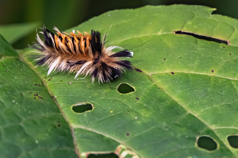 Milkweed Tussock Moth caterpillar
