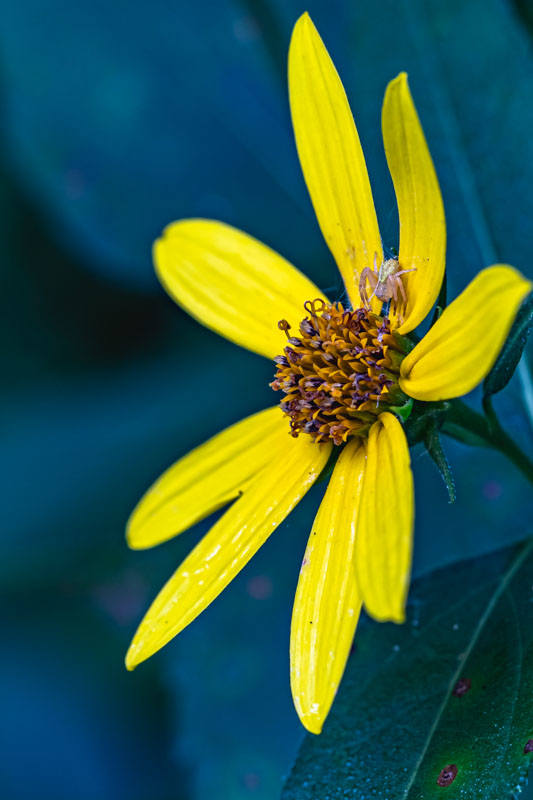 Goldenrod Crab Spider