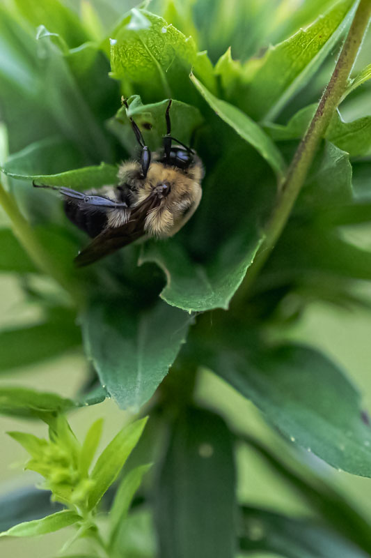 Brown-belted Bumblebee